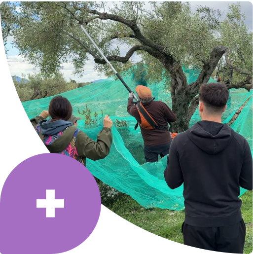 Trzy osoby zbierają oliwki z drzewa oliwnego, używając siatki i długiego drążka.